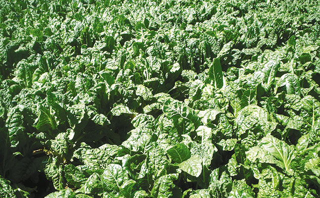 Spinach: a step-by-step guide on how to grow it Spinach: a step-by-step guide on how to grow it
