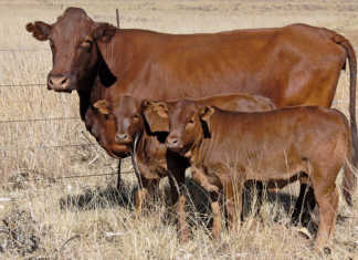 Managing heifers and first-calvers