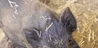 Pigs as pets: Breeding teacup pigs