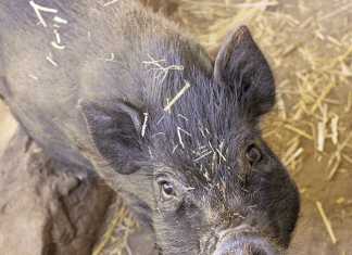 Pigs as pets: Breeding teacup pigs