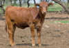 Tips on selecting heifers