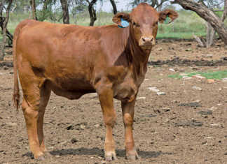 Tips on selecting heifers