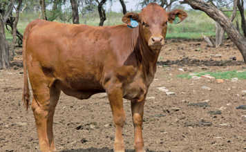 Tips on selecting heifers