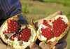 A look at South Africa’s pomegranate production A look at South Africa’s pomegranate production