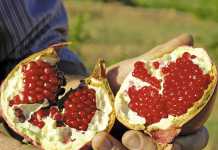 A look at South Africa’s pomegranate production
