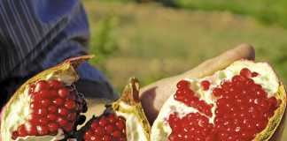 A look at South Africa’s pomegranate production