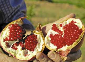 A look at South Africa’s pomegranate production