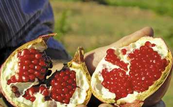 A look at South Africa’s pomegranate production