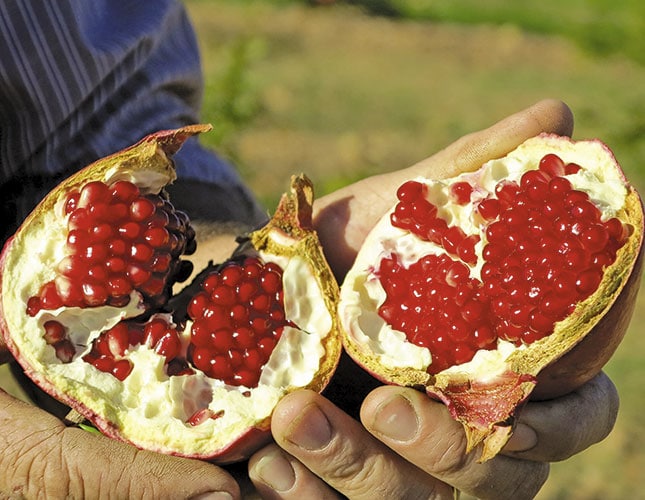 A look at South Africa’s pomegranate production A look at South Africa’s pomegranate production
