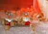 Chicks in a brooder.