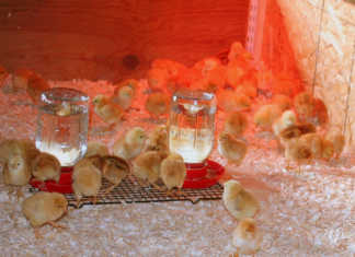 Chicks in a brooder.