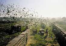 Don’t shoot our pigeons!