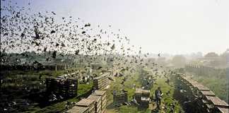 Don’t shoot our pigeons!