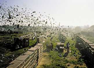 Don’t shoot our pigeons!