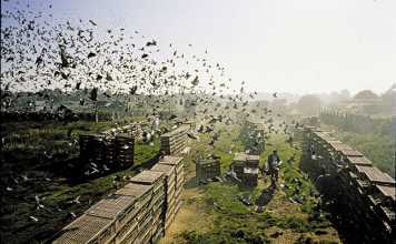Don’t shoot our pigeons!