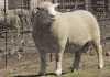 Dormer sheep breed: Origin and history