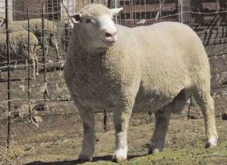 Dormer sheep breed: Origin and history