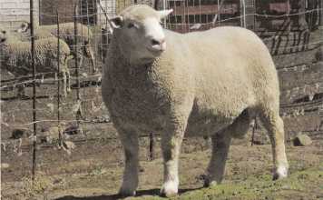 Dormer sheep breed: Origin and history