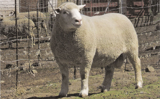 Dormer sheep breed: Origin and history Dormer sheep breed: Origin and history