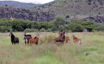 How to start farming high value mgame species