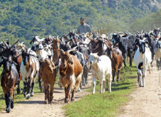 Indigenous Veld Goats