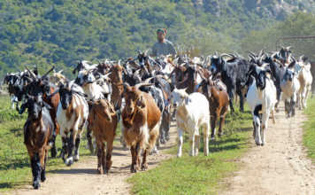 Indigenous Veld Goats
