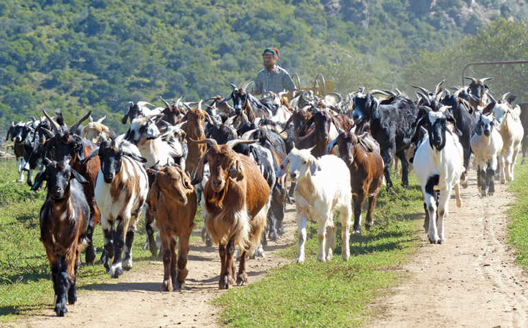 Farming with Indigenous Veld Goats Farming with Indigenous Veld Goats