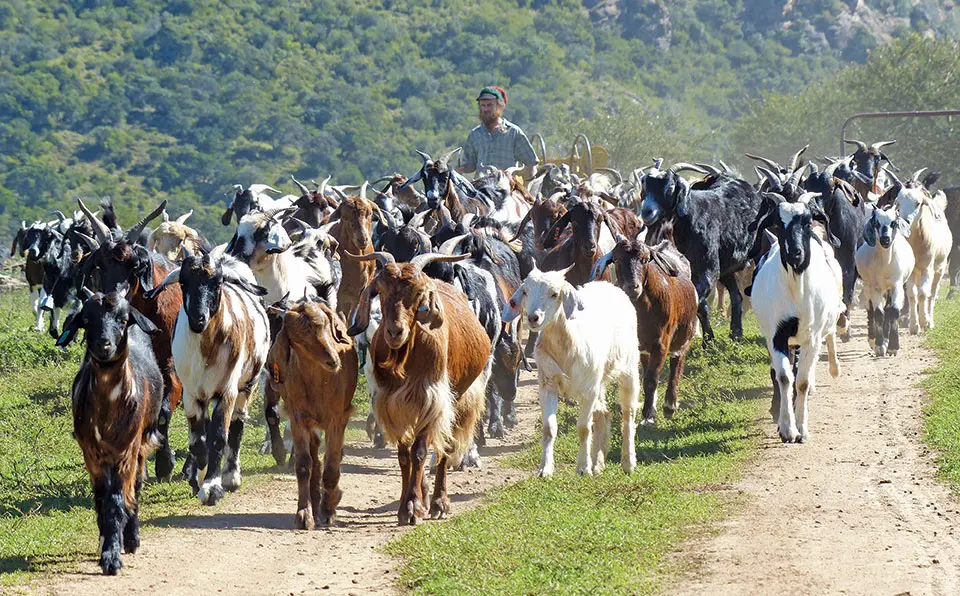 Indigenous Veld Goats