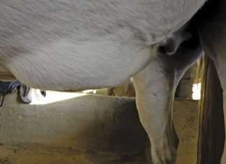 Potential causes of swelling on a horse