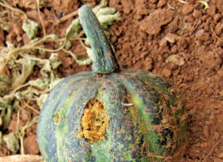 pumpkin-fly