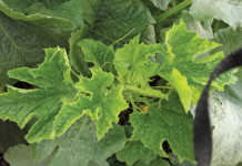 Your cucurbits will get viruses Your cucurbits will get viruses