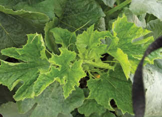 Your cucurbits will get viruses