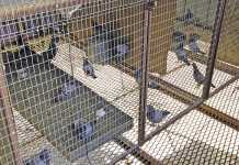 Getting started with pigeons