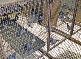 Getting started with pigeons