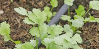 Herbs and diversified farming: how to do it