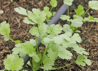 Herbs and diversified farming: how to do it