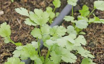 Herbs and diversified farming: how to do it