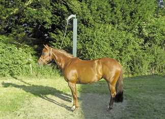 The benefits of the patience pole for horses