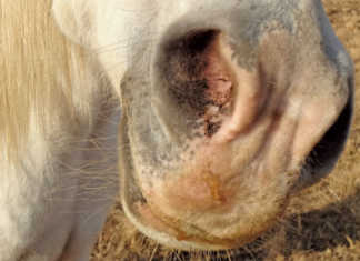 Alternative remedies for treating flu and coughs in horses