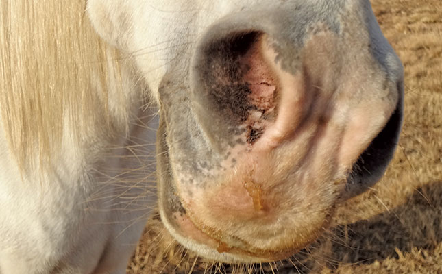 Alternative remedies for treating flu and coughs in horses Alternative remedies for treating flu and coughs in horses