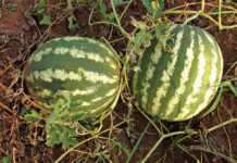 Planting watermelon seeds and seedlings Planting watermelon seeds and seedlings