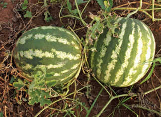 Planting watermelon seeds and seedlings