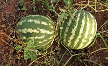 Planting watermelon seeds and seedlings
