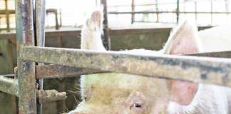 Commercial pig production: A quick income earner