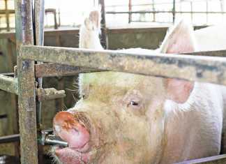 Commercial pig production: A quick income earner