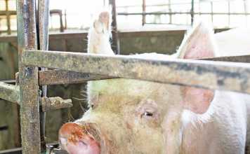 Commercial pig production: A quick income earner
