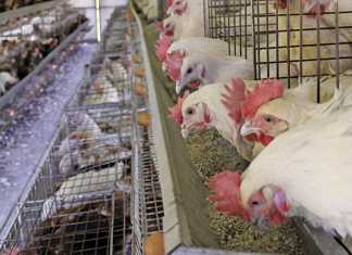 Watch out for Mycotoxins