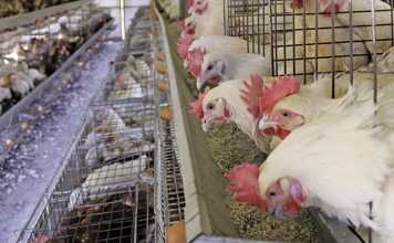 Watch out for Mycotoxins