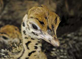 Small-scale ostrich farming success
