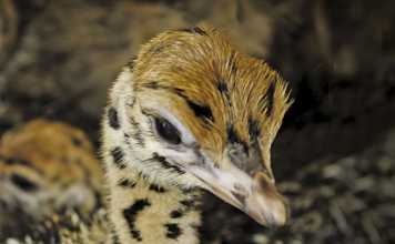 Small-scale ostrich farming success